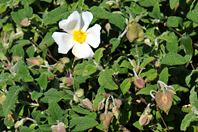 Cistus salviifolius